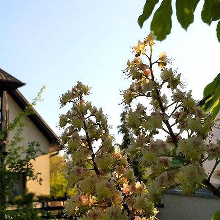 Dom Pod Kasztanami Appartement Kazimierz Dolny Buitenkant foto