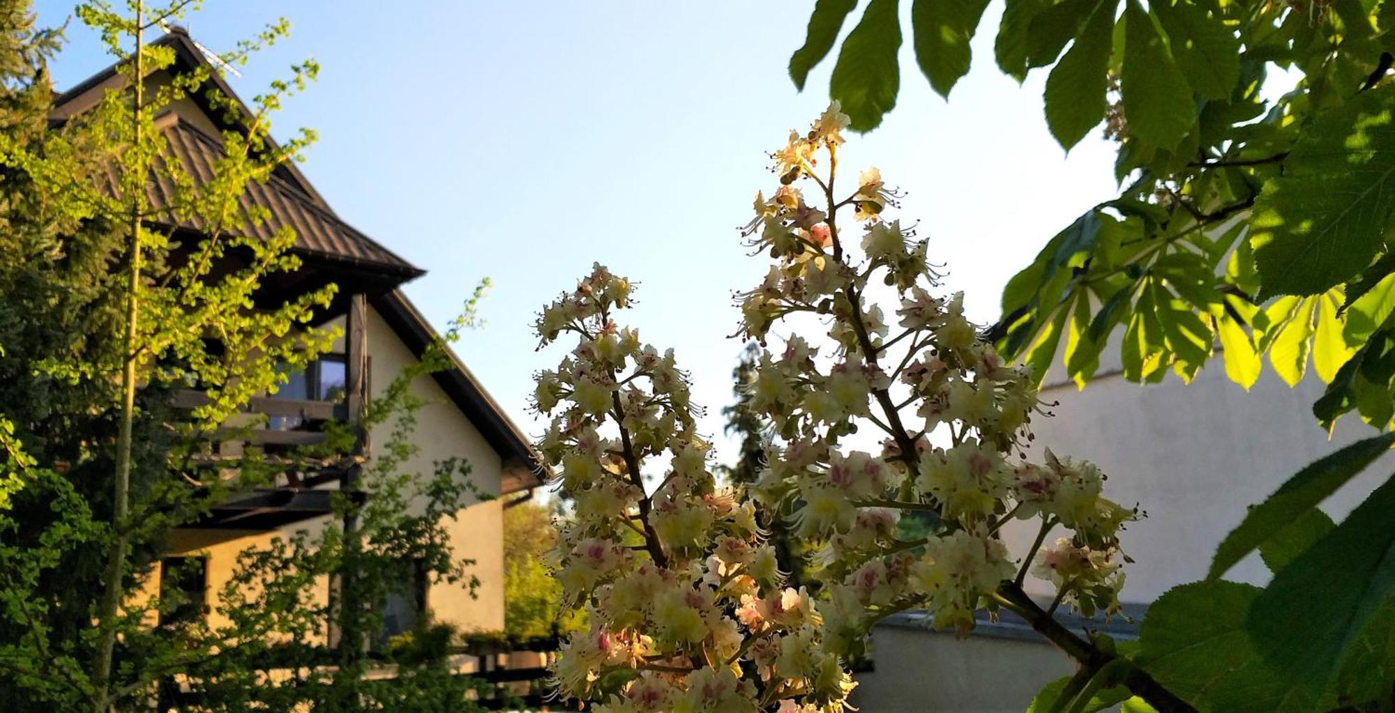 Dom Pod Kasztanami Appartement Kazimierz Dolny Buitenkant foto